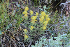 Castilleja flava rustica