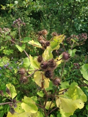 Arctium × ambiguum