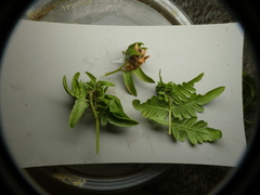 Chirosia grossicauda