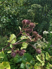 Arctium × ambiguum