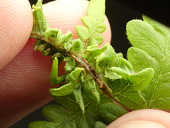 Chirosia grossicauda