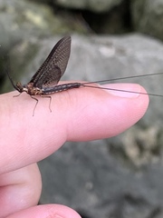 Hexagenia atrocaudata