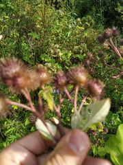 Arctium × ambiguum