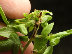 Chirosia grossicauda