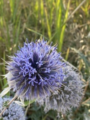 Echinops