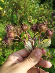 Arctium × ambiguum