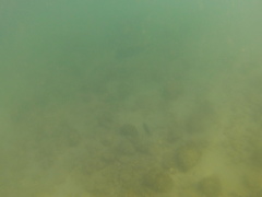 Acanthurus nigricans