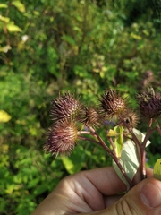 Arctium × ambiguum