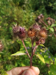 Arctium × ambiguum