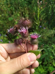Arctium × ambiguum