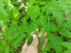 Eriophyes helicantyx