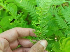 Eriophyes helicantyx