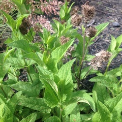 Lepechinia caulescens