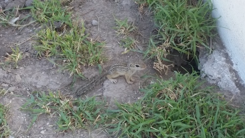 Rio Grande Ground Squirrel