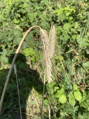 Hordeum vulgare