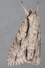 Acronicta texana
