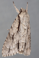 Acronicta texana