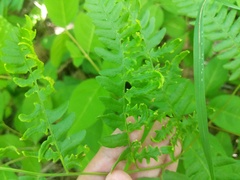 Eriophyes helicantyx