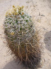 Ferocactus cylindraceus lecontei