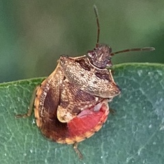 Dendrocoris