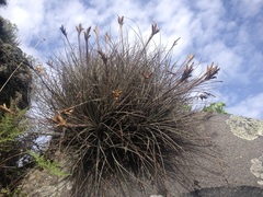 Tillandsia juncea