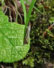 Crambus lathoniellus