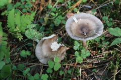 Amanita umbrinolutea