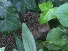 Erinaceus europaeus