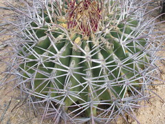 Ferocactus emoryi emoryi