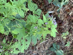 Solanum dulcamara