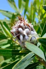Protea gaguedi