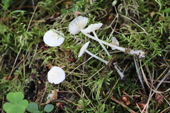 Marasmius wynneae