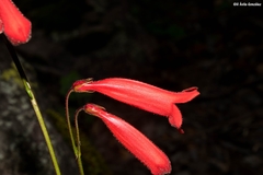 Penstemon plagapineus