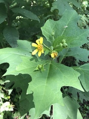 Smallanthus uvedalia