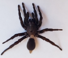 Amblyocarenum walckenaeri