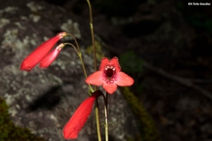 Penstemon plagapineus