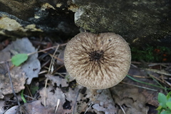 Pluteus umbrosus