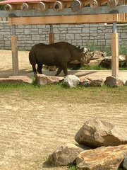 Rhinocerotidae