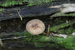 Pluteus umbrosus