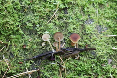 Psathyrella pygmaea