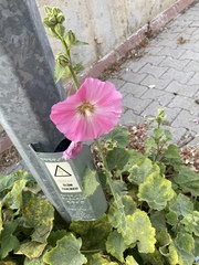 Alcea rosea