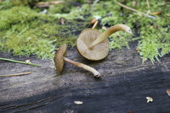 Pluteus umbrosus