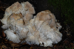 Hericium cirrhatum