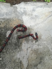 Erythrolamprus bizona