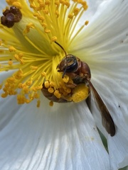 Andrena mellea