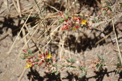 Acmispon decumbens decumbens