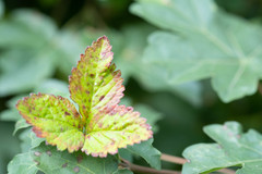 Phragmidium mexicanum