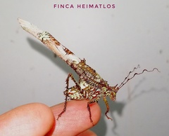 Anaphidna rubricorpus