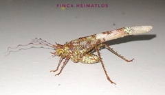 Anaphidna rubricorpus