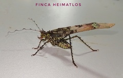 Anaphidna rubricorpus